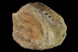 Bargain, Hadrosaur (Edmontosaur) Dorsal Vertebra - South Dakota #145834-2